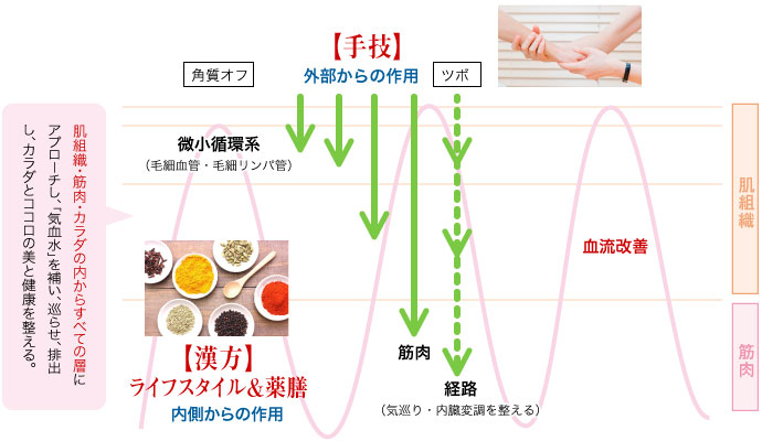 美巡メソッド効果のイメージ。肌組織・筋肉・カラダの内からすべての層に
アプローチし、「気血水」を補い、巡らせ、排出し、カラダとココロの美と健康を整える。